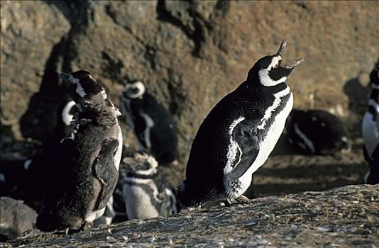 企鹅,巴塔哥尼亚,智利