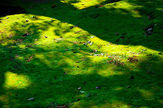 特写森林中翠绿的蕨类植物,绿色的苔藓植物