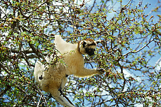 马达加斯加狐猴,维氏冕狐猴,树上,贝伦提保护区,马达加斯加