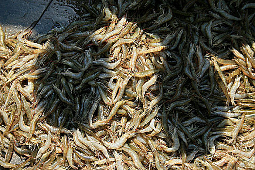 虾,农场,乡村,地区,库尔纳市,分开,2007年