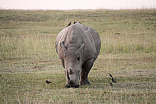 肯尼亚非洲犀牛-犀牛与鸟