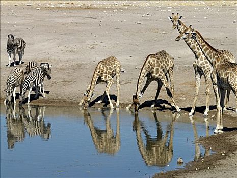 水坑,边缘,长颈鹿,白氏斑马