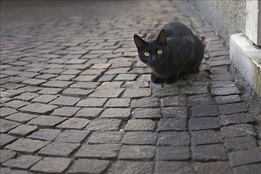 黑猫,鹅卵石