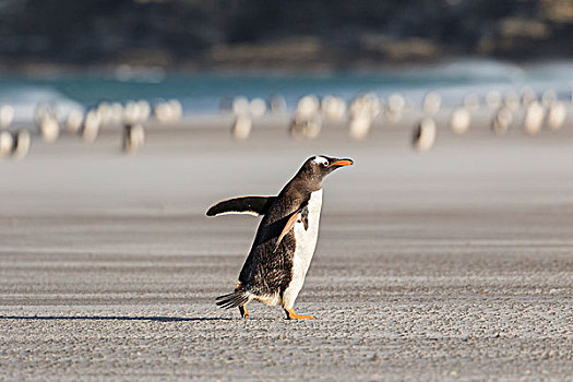 巴布亚企鹅,福克兰群岛,穿过,宽,沙滩,走,向上,栖息地
