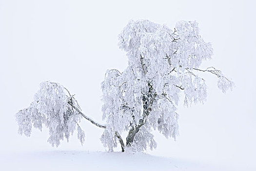 落叶松属植物,遮盖,白霜,雪,巴登符腾堡,德国,欧洲