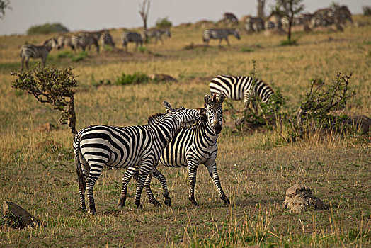 斑马,塞伦盖蒂国家公园,坦桑尼亚