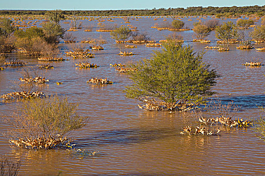 洪水,荒芜,重,雨,南澳大利亚州,澳大利亚