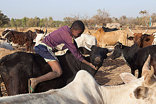 布基纳法索,乡村,公里,瓦加杜古,孩子,坐,背影,母牛,挠,颈部