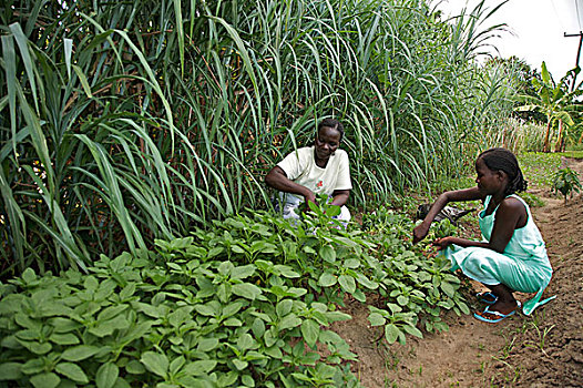 女人,工作,模型,农场,坦桑尼亚,十二月,2008年