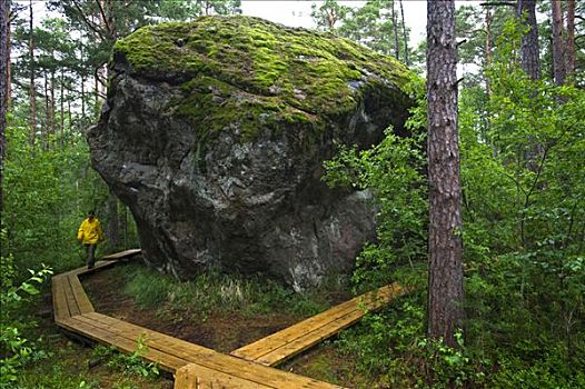 漂石,石头,丛林,国家公园,爱沙尼亚,波罗的海国家,欧洲