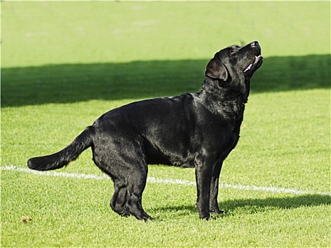 拉布拉多犬,黑色