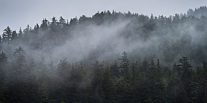雾,上方,树,岛屿,地区性,地区,不列颠哥伦比亚省,加拿大