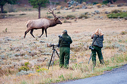 摄影师,工作,摄影,公麋鹿,鹿属