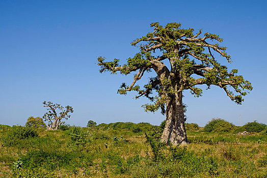 非洲,猴面包树,达喀尔,区域,塞内加尔