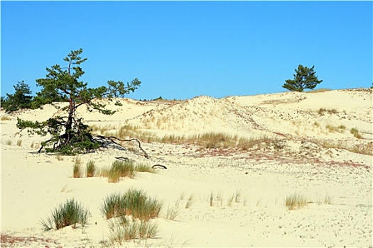 沙丘,树,波兰