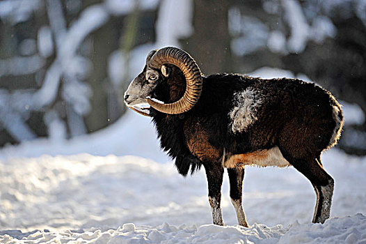 欧洲盘羊,公羊,站立,雪地,自然保护区,下萨克森,德国,欧洲