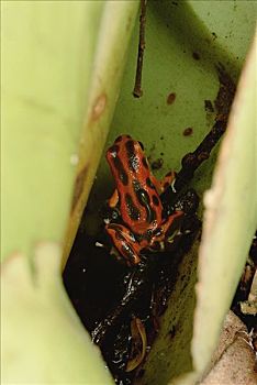 草莓箭毒蛙,母兽,蝌蚪,一个,水池,相互,树,岛屿,博卡斯德尔托罗,巴拿马