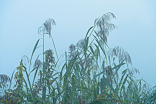 芦苇,晨雾,黑森州,德国