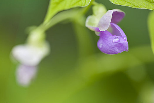 特写,紫色,香豌豆,花