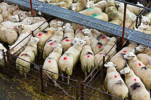 威尔士,格温内思郡,绵羊,畜栏,牲畜,拍卖
