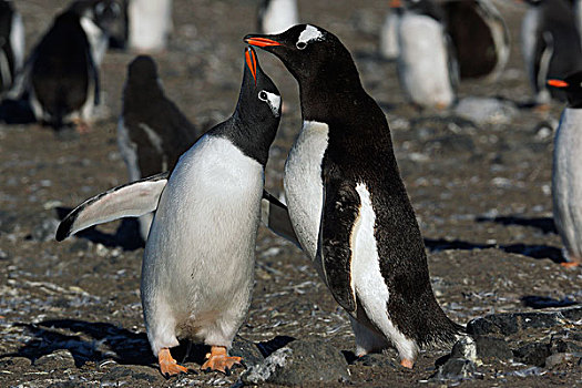 巴布亚企鹅,母亲,请求,后代,南极