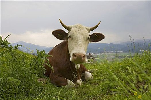 奶牛,草场