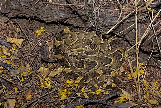 蝰蛇,有毒,蛇,保护色,地面,国家公园,纳米比亚