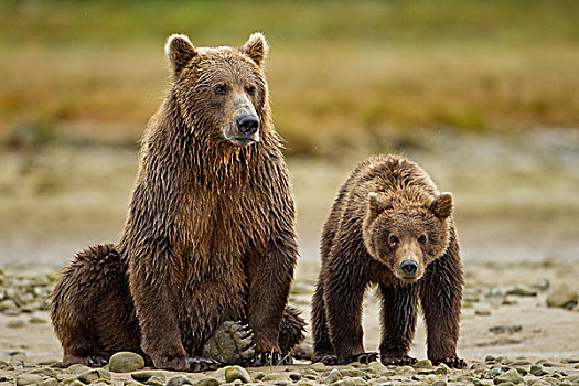 美国,阿拉斯加,卡特麦国家公园,大灰熊,母熊,一岁,幼兽,棕熊,休息,潮汐
