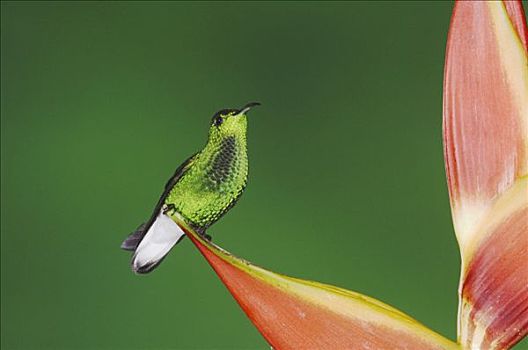 雄性,栖息,花,中心,山谷,哥斯达黎加,中美洲