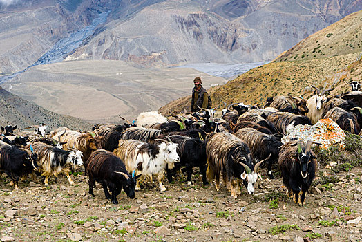牧群,山羊,觅食,荒芜,风景,地区,尼泊尔,亚洲