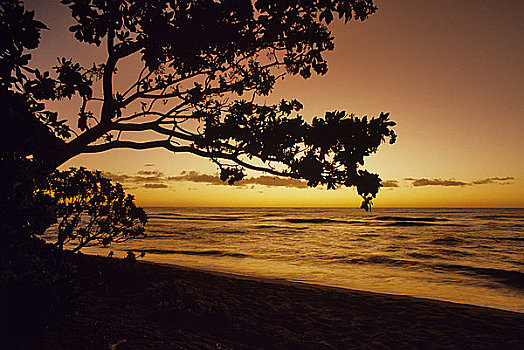 剪影,树,海滩,日出,考艾岛,夏威夷,美国