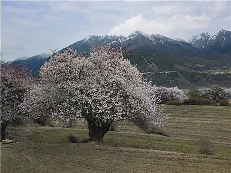 野桃花观赏圣地索松村