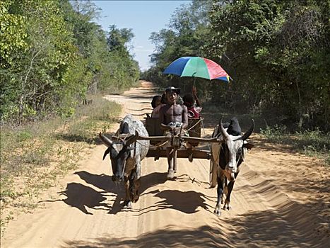 手推车,马尔加什人,家庭,市场,马达加斯加