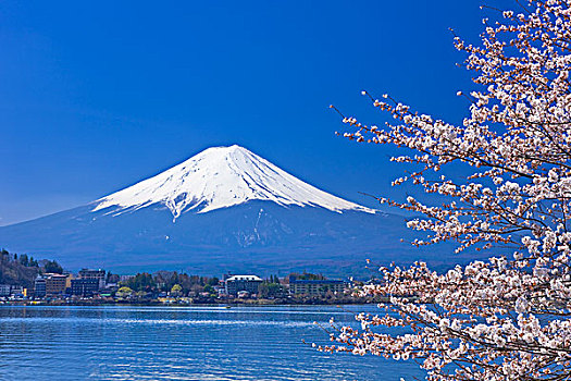湖,樱桃树,山,富士山