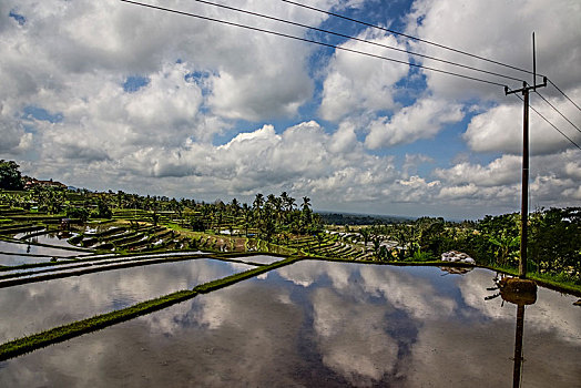 稻米梯田,巴厘岛,印度尼西亚