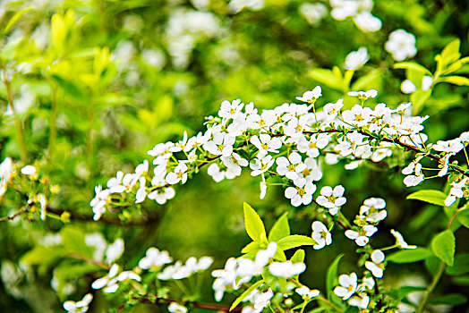 小白花喷雪花