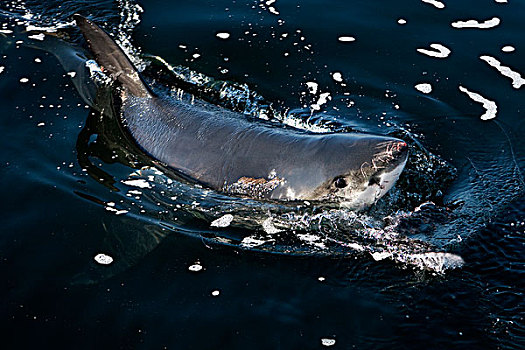 大白鲨,沙鲨属,成年,出现,海洋,福尔斯湾,南非