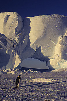 南极,帝企鹅,扁平,冰山,拱形,背景