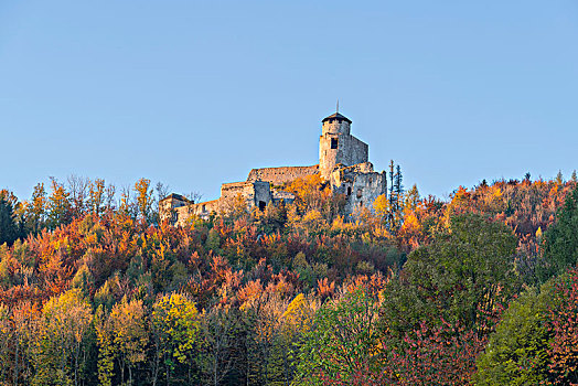 秋日树林,早晨,气氛,下奥地利州,奥地利,欧洲