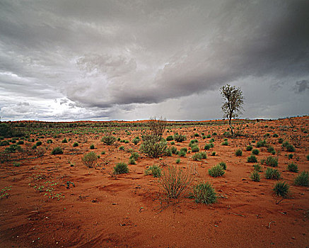 澳大利亚,北方,领土,灌木,云