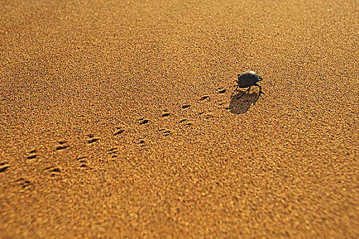 甲虫,沙丘,国家公园,纳米比亚