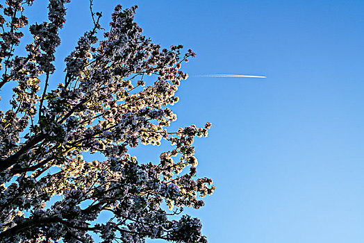 海棠花与飞机
