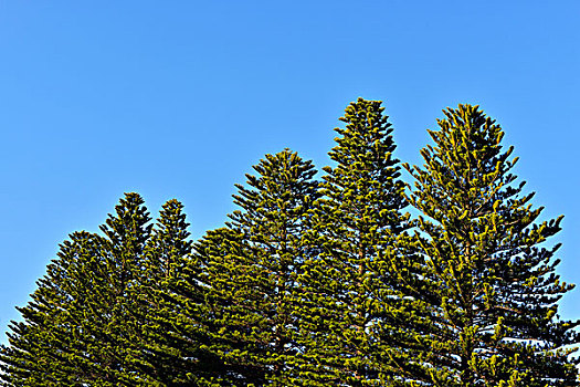 诺福克岛,松树,树,港口,南澳大利亚州,澳大利亚