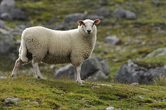 绵羊,牧场,挪威