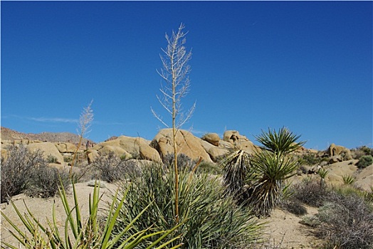 沙漠植物,石头,蓝天,加利福尼亚
