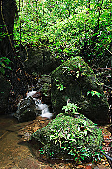 河流,低地,雨林,石灰石,婆罗洲,马来西亚