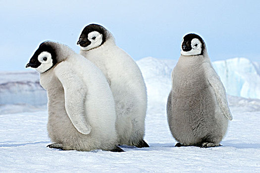 帝企鹅,幼禽,雪丘岛,威德尔海,南极