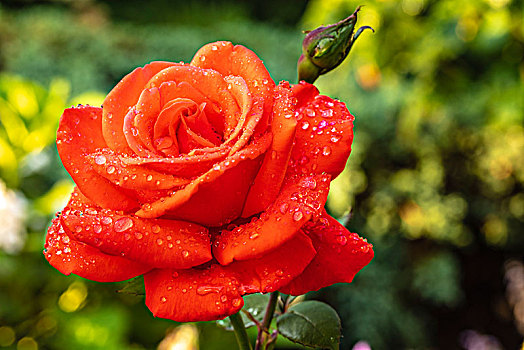 红玫瑰,花园,湿,水滴