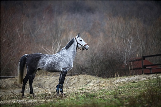 孤单,灰色,马