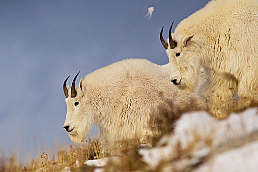 石山羊,冰川国家公园,蒙大拿,美国